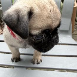 Oscar - Fawn male Pug puppy in Moorefield, West Virginia from Wratchford Farms