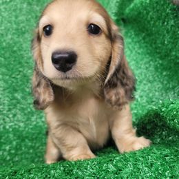 Boy 3 - Cream male Dachshund puppy in Randolph, Texas from Spindle's Little Treasures