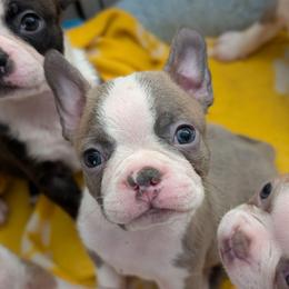 Blue boy 5 - Blue male Boston Terrier puppy in Oak Hills, California from All American Boston Terriers