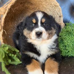Tessa- Has Tail and Videos - Black tri-color female Australian Shepherd puppy in Troy, South Carolina from Lana Corley- Australian Shepherds of 3/W Farms