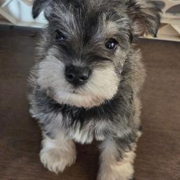 Heidi - Salt and pepper female Miniature Schnauzer puppy in Elgin, Iowa from Firefly Stables