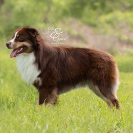 Jake - Miniature Australian Shepherd