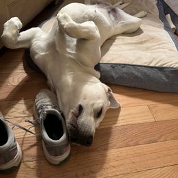Labrador Retriever Puppies from Four Belles Labradors