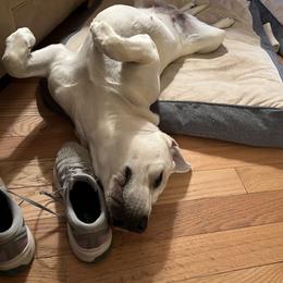 Labrador Retriever Puppies from Four Belles Labradors