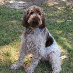 Quinn - Spinone Italiano