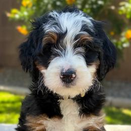 Prescott - Tri-color female Bernedoodle puppy in Gilbert, Arizona from 5280 Bernedoodles