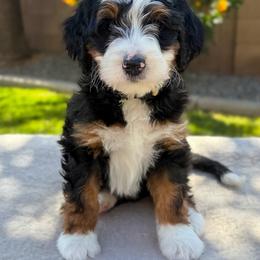 Prescott - Tri-color female Bernedoodle puppy in Gilbert, Arizona from 5280 Bernedoodles