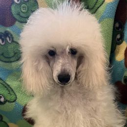 Poodles from Donna's Pups