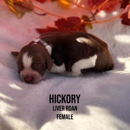 Hickory - Liver white and roan female English Springer Spaniel puppy in Uvalda, Georgia from Willow Creek Farms