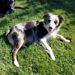 Sydney - Australian Shepherd