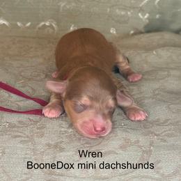 Wren - Cream female Dachshund puppy in Lexington, Oklahoma from BooneDox Miniature Dachshunds