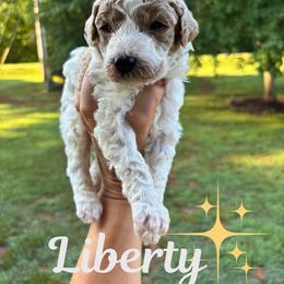 Liberty - Parti female Goldendoodle puppy in Gastonia, North Carolina from Crowders Creek Doodles