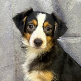 Anna - Black tri female Miniature American Shepherd puppy in Clinton, Missouri from Mockingbirds American Minis