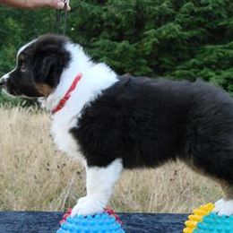 Australian Shepherd Puppies from Rebel Runner Australian Shepherds