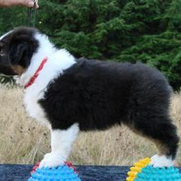Australian Shepherd Puppies from Rebel Runner Australian Shepherds