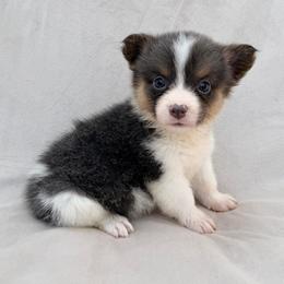 Blue Female - Blue female Pembroke Welsh Corgi puppy in Okeechobee, Florida from Cowtown Corgis & Border Collies