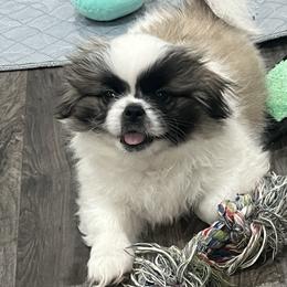 Full AKC-Gremmie - Ready Now - Fawn sable male Pekingese puppy in Hustontown, Pennsylvania from Triple I Pekes