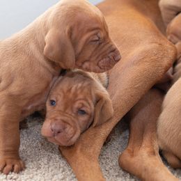 German Shorthaired Pointer and Vizsla Puppies from Nosam Kennels