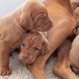 German Shorthaired Pointer and Vizsla Puppies from Nosam Kennels