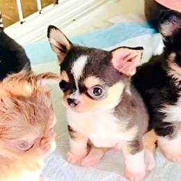 Prince 9650 - Black sabled fawn male Chihuahua puppy in Santa Rosa Beach, Florida from Eva's Chihuahua