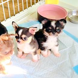 Prince 9650 - Black sabled fawn male Chihuahua puppy in Santa Rosa Beach, Florida from Eva's Chihuahua