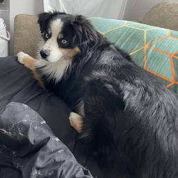 Roper - Miniature Australian Shepherd
