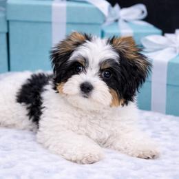 Companion Cross, Morkie, and Shorkie Puppies from Lil Luxe Pups