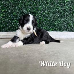 White Boy - Black male Goldendoodle puppy in Modesto, California from Two Doods Doodles