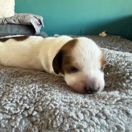 Boy One - Piebald male Dachshund puppy in Phoenix/Chandler, Arizona from Jennifer's Guardian Doxies