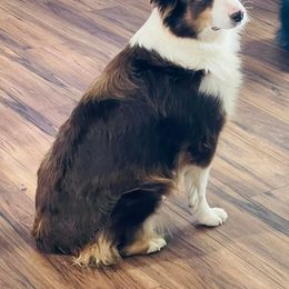 Missy - Red tri-color female Australian Shepherd puppy in Ranger, Texas from Outback Mini Aussies