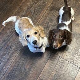 Dachshund Puppies from Rockin' M’s Dachshunds