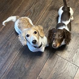 Dachshund Puppies from Rockin' M’s Dachshunds