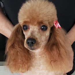 Cherie - Poodle