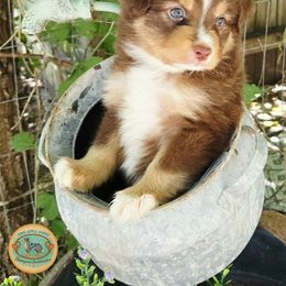 Shiloh - Red tri male Miniature Australian Shepherd puppy in Ennis, Texas from God’s Little Aussies