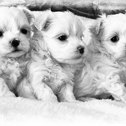 Maltese Puppies from Rockin Rivers AKC Maltese & Malshi's