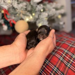 CheezIt - Red tri-color male Aussiedoodle puppy in Sweetwater, Florida from Sandy Snout Doodles