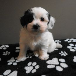 Havanese Puppies from Artwyrks Havanese
