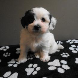 Havanese Puppies from Artwyrks Havanese