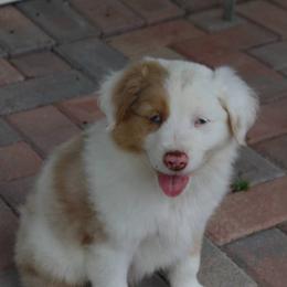 Miniature Australian Shepherd Puppies from Alexander Kennels