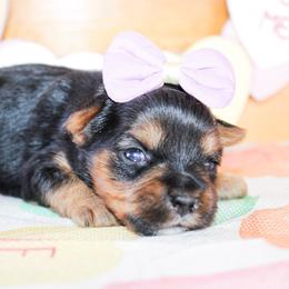 Allie - Black and tan female Yorkshire Terrier puppy in Hugo, Oklahoma from Ann R.