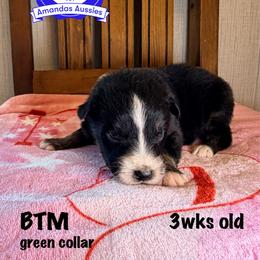 BTM green collar - Black tri-color male Australian Shepherd puppy in Greenville, Texas from Amandas Aussies