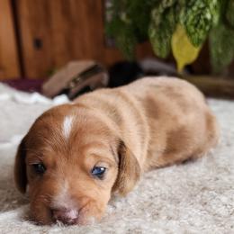 Harley - Dapple male Dachshund puppy in East Bend, North Carolina from Yadkin Valley Dachshunds