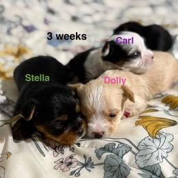 Stella - Black and tan female Yorkshire Terrier puppy in Forest, Virginia from Majestic Touch Kennels and Pet Services