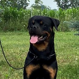 Bear - Rottweiler