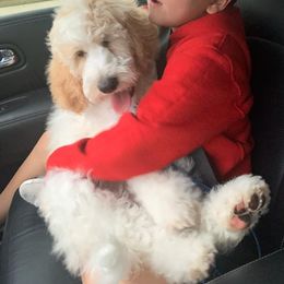 Australian Labradoodle and Double Doodle Puppies from Love Me Pooch