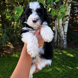 Hamm - Black and white male Sheepadoodle puppy in Ashton, Idaho from Kerr Kanine Ranch