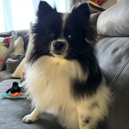 Koshka - Pomeranian