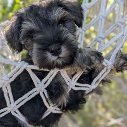 Mr. Aster - Salt and pepper male Miniature Schnauzer puppy in Cody, Wyoming from Bliss Creek MTN Meadows