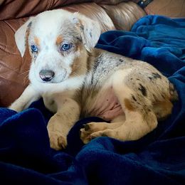 Australian Cattle Dog, Australian Shepherd, Companion Cross, and Miniature Australian Shepherd Puppies from MK Aussies