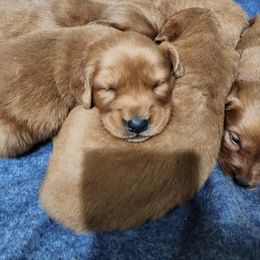 Girl 5 - Dark golden female Golden Retriever puppy in Chandler, Arizona from Arizona Dream Goldens
